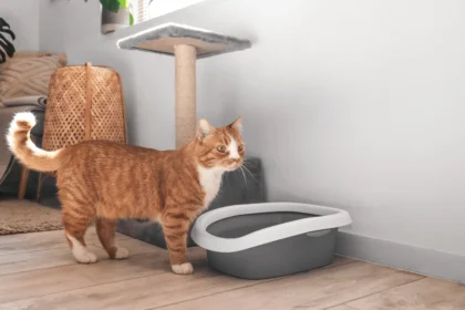 Bugs in Litter Box