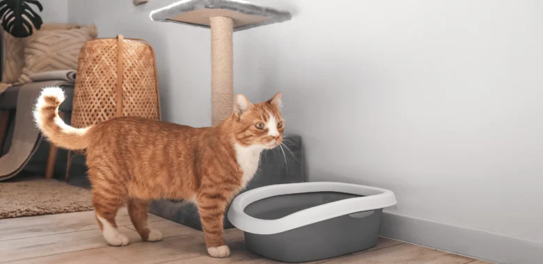 Bugs in Litter Box