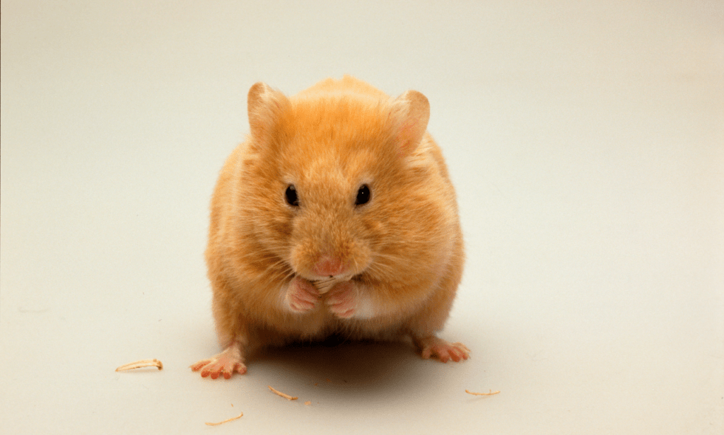 Understanding the Behavior of Mice