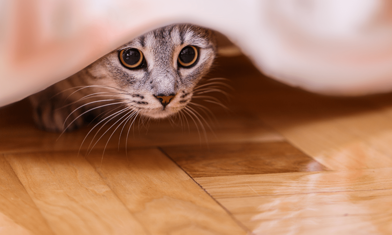 Concealing Your Cat's Presence