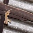 Playing Dead Act in Lizards
