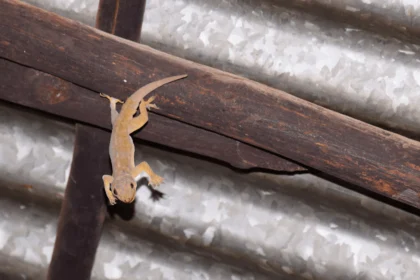 Playing Dead Act in Lizards