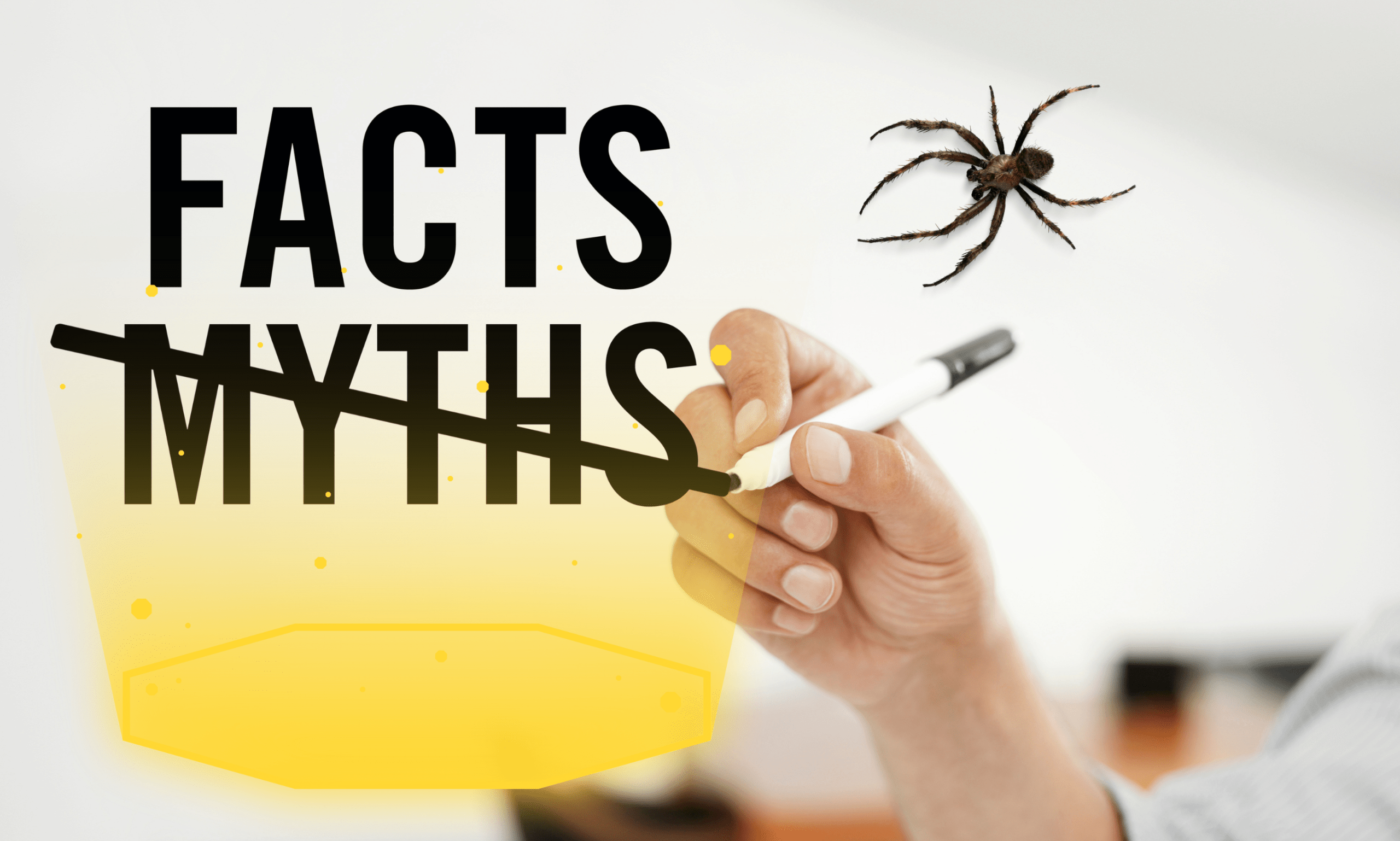 Myth about spider