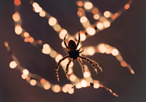 Spider on Light